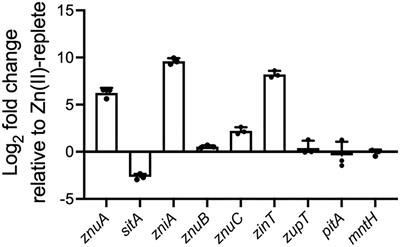 Zinc acquisition and its contribution to Klebsiella pneumoniae virulence